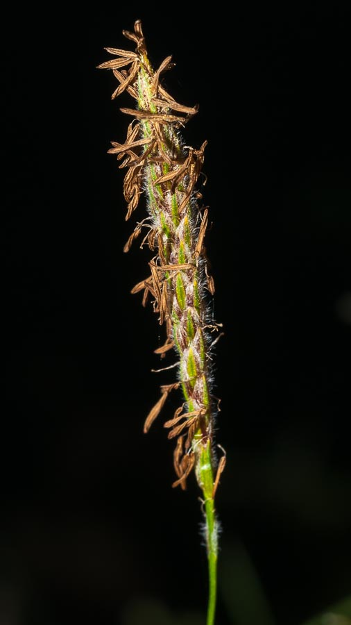 Carex in ambiente umido